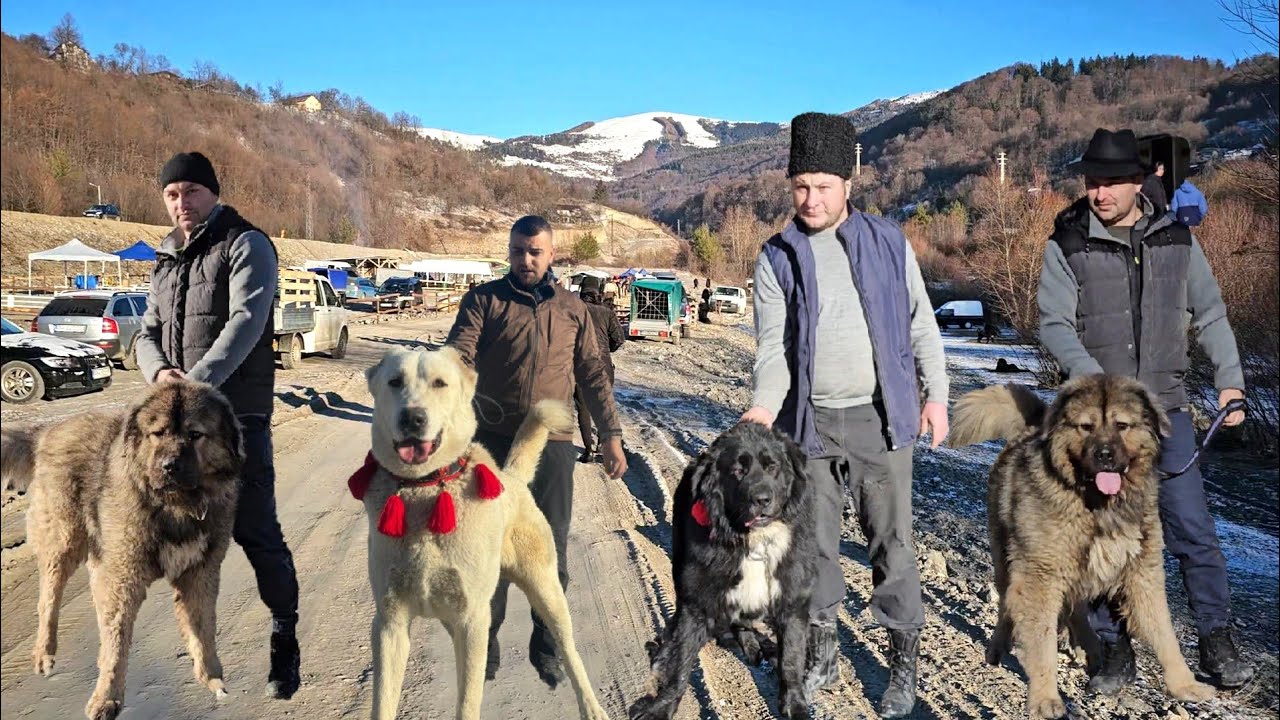 PESTE 200 DE CAINI CIOBANESTI ROMANESTI,KANGALI,VOLKODAVI,CAUCAZIENI SI ASIA CENTRALA,LA COMARNIC.