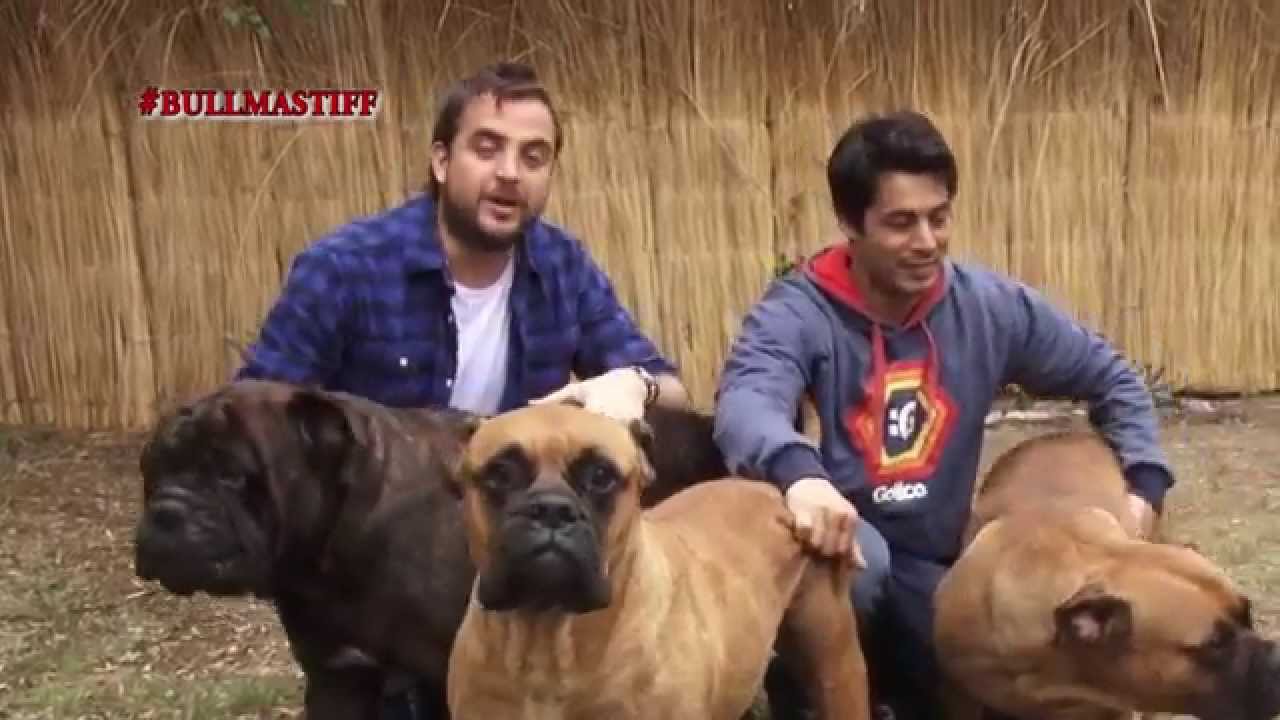 El Bull Mastiff - Conocelo acá!