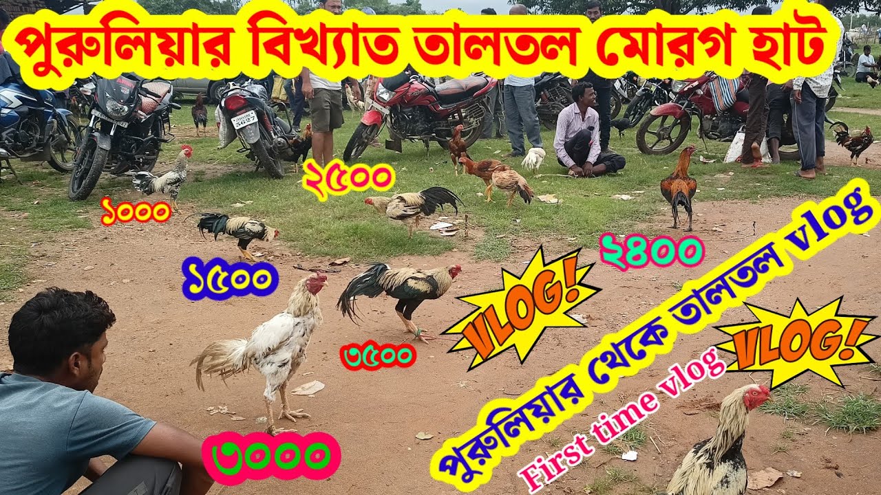 পুরুলিয়ার বিখ্যাত তালতল মোরগ হাট। কীভাবে যাবেন বিস্তারিত খবর দেখুন #morog #farm #purulia #market # 