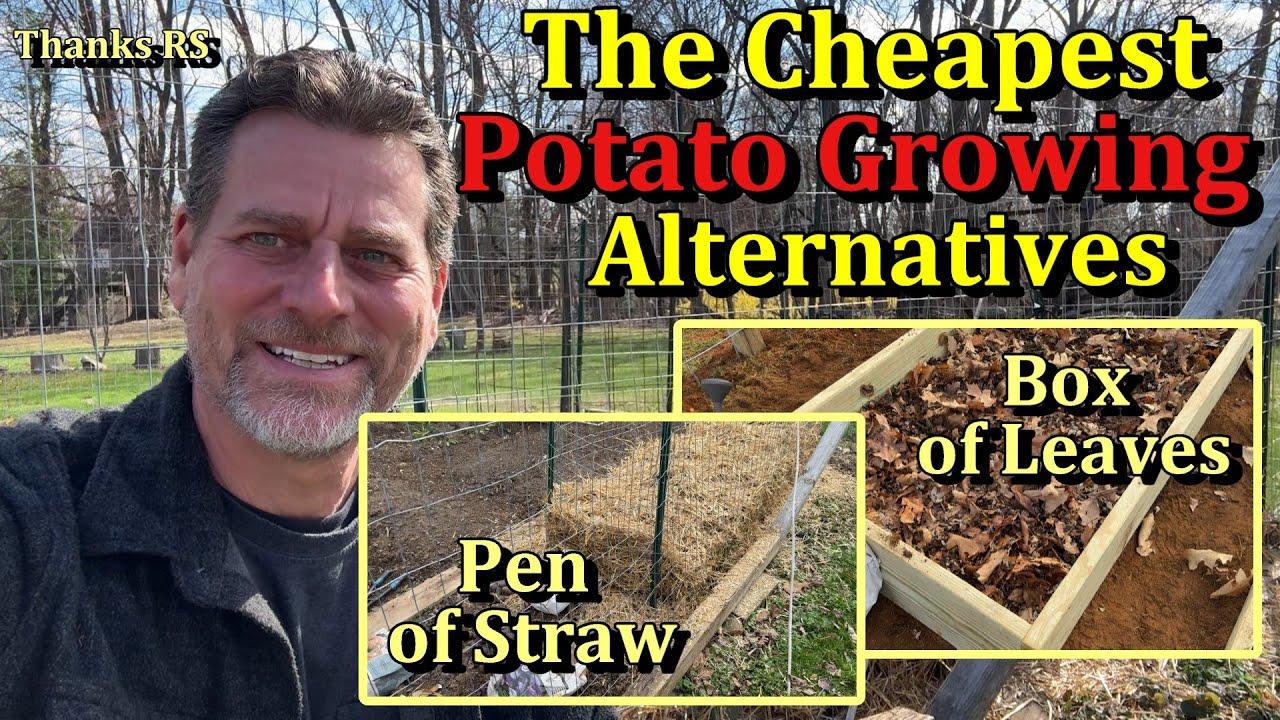 How to Grow Potatoes in a Bed of Straw or Leaves (The Ruth Stout Method - Cheap & Easy)