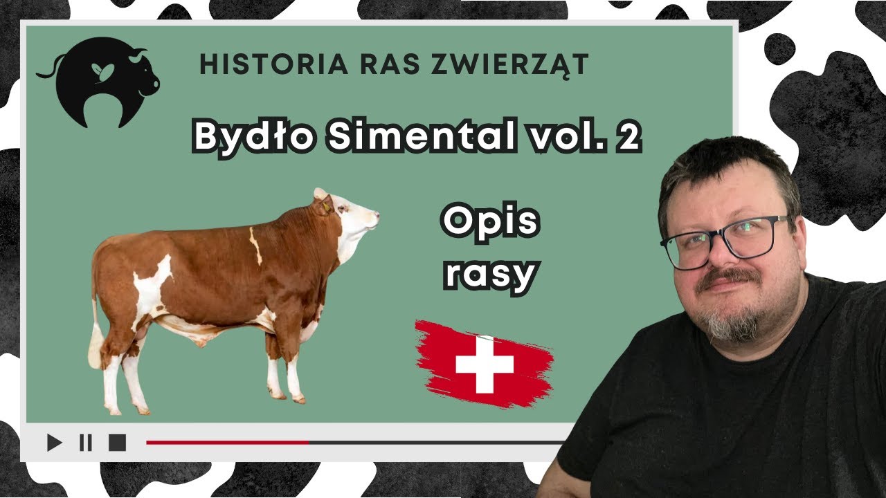 Bydło Simentalskie; część 2 z .......