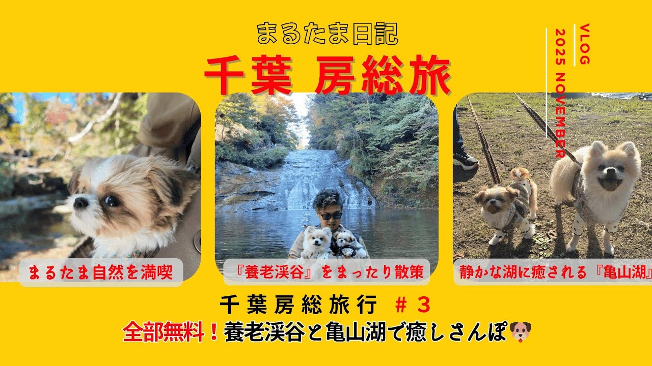 【犬連れ千葉】全部無料で楽しめる！養老渓谷＆亀山湖で癒しさんぽ🐶｜房総旅 #3