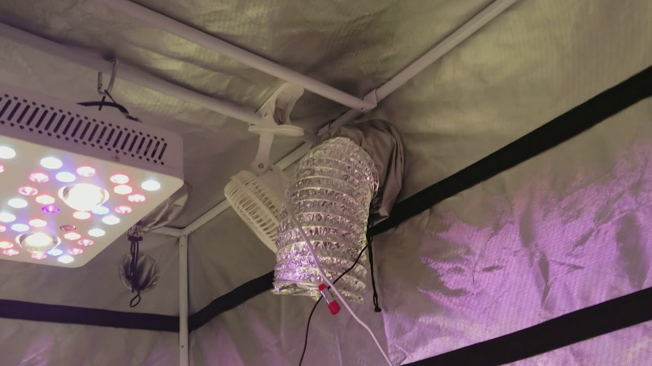 MEDICAL CANNABIS GROW LOG DAY 21 SIMATIKS TENT WITH HEIGHT EXT. 😃 TRUE SUN 6 CREE COB GROW LIGHT