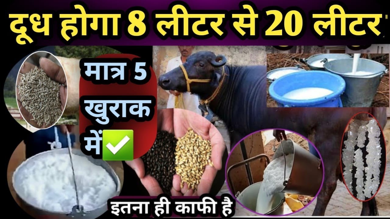 ✅दूध होगा 8 लीटर से 20 लीटर मात्र 5 खुराक में👍Dudh hoga 8 litet Se 20 liter||Milk Increase 💹