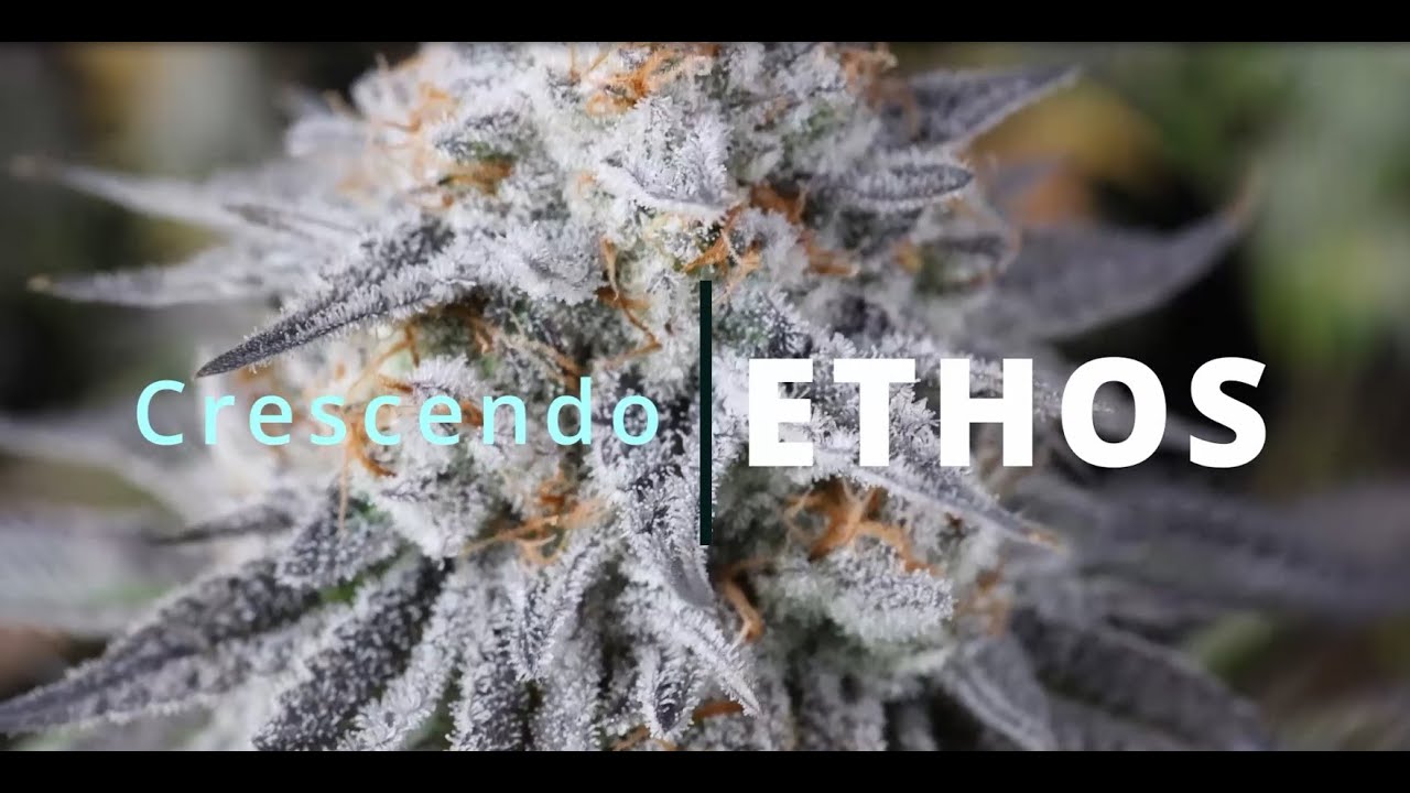 Ethos Crescendo Flower and Harvest