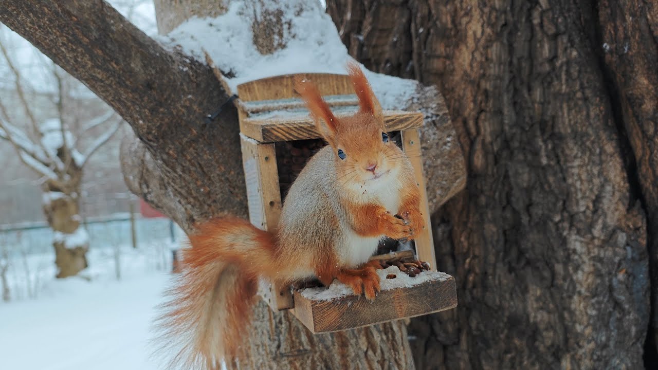 Я сам пустил себя к белкам 🤔🤫 I let myself to get to the squirrels