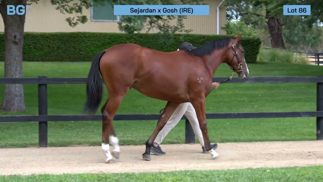 Lot 86 - Sejardan x Gosh colt - 2026 Inglis Premier Yearling Sale 