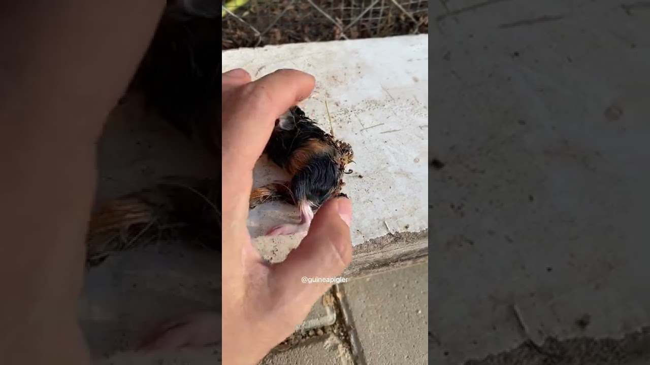 Helping a newborn guinea pig