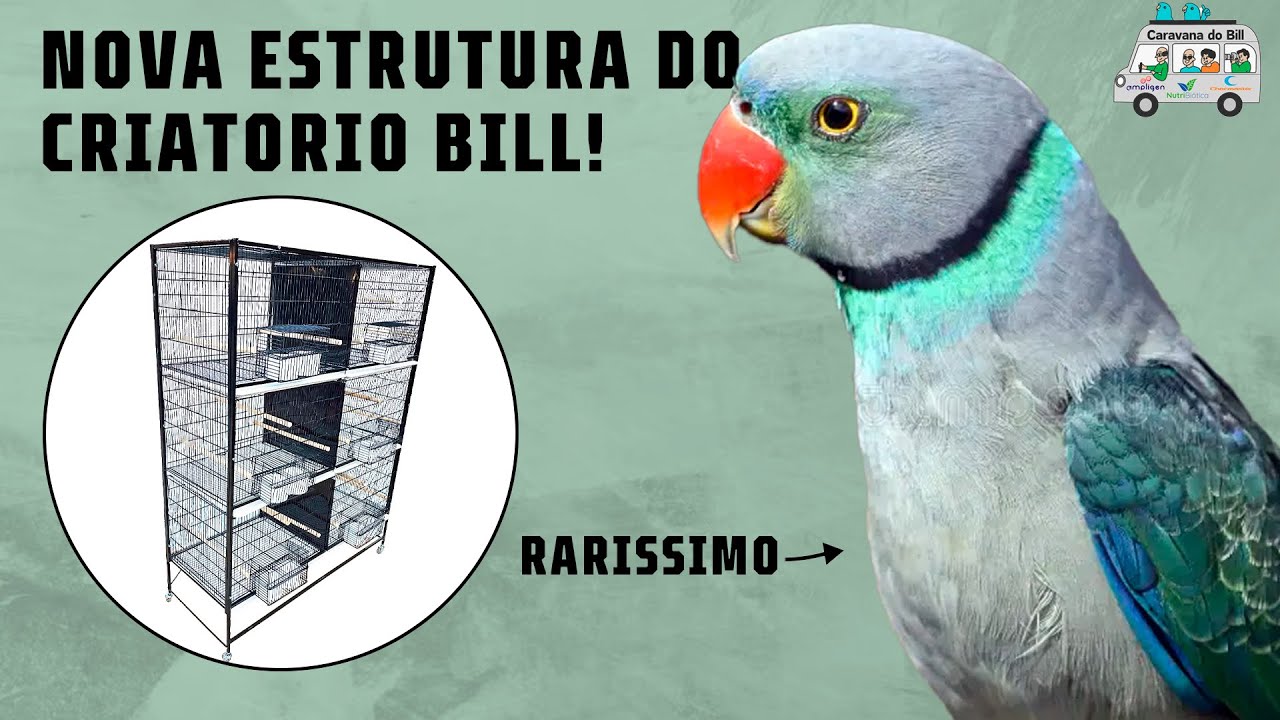 Conheça LINDAS e RARAS AVES no Criatorio do Bill - Chocmaster Visita