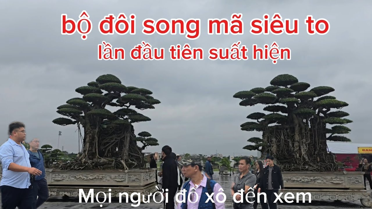 Siêu cây song mã lần đầu tiên suất hiện đã thu hút mọi người xúm lại rất đông để xem 