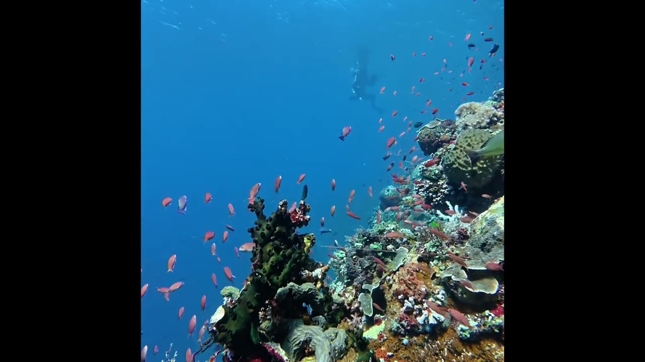 Pantar Island