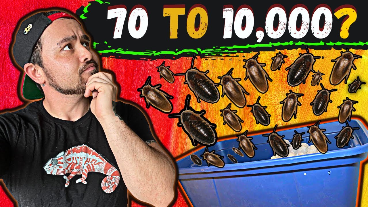 How To Breed Dubia Roaches 2022 *Optimize Production*
