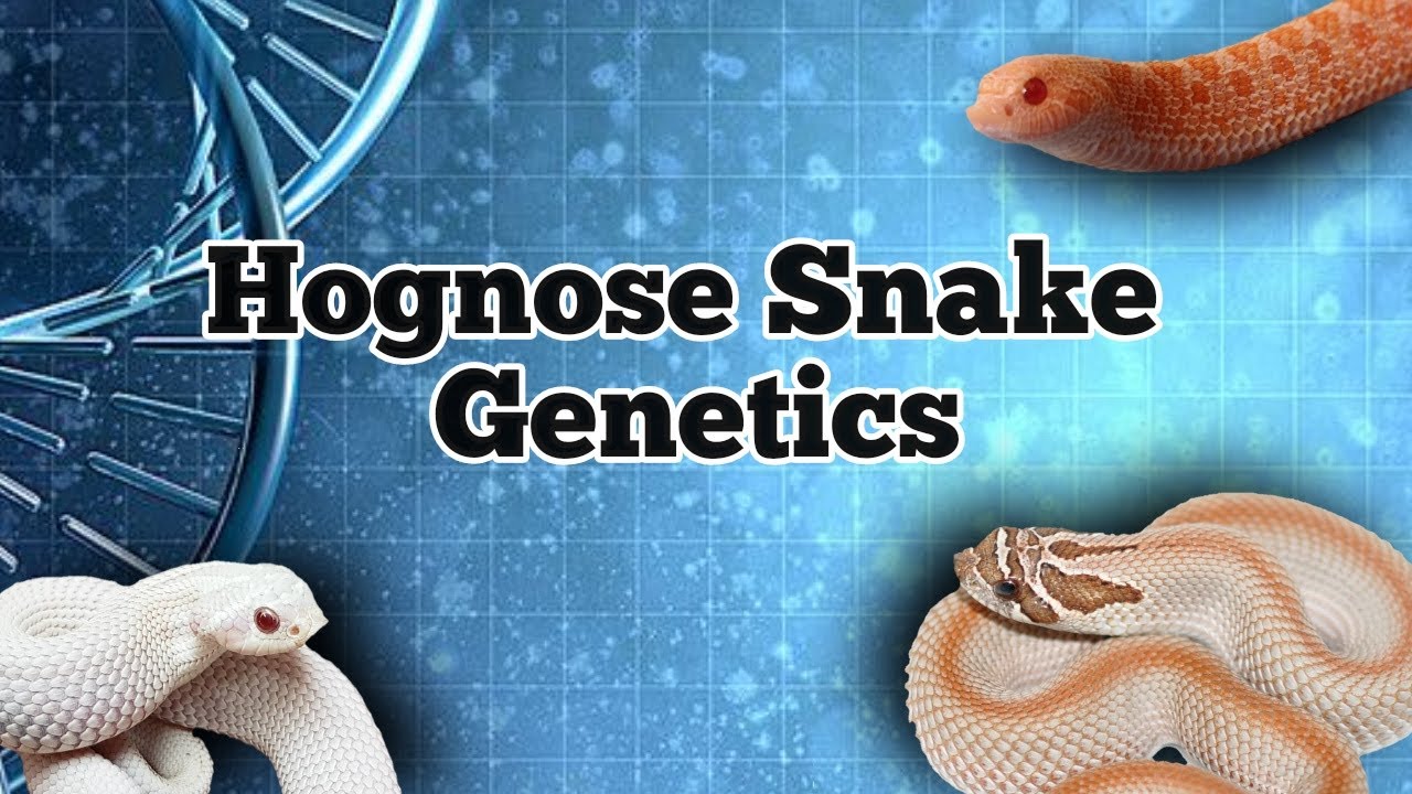 Hognose Genetics Explained!! Dominant, Incomplete Dominant, and Recessive Genes