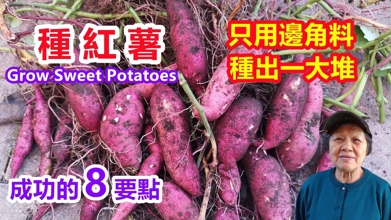 【种红薯】只用番薯的邊角料，種出一大堆地瓜，這8個要點是成功的關鍵，育苗，土壤，種植方法，氣候光照，摘心，提蔓，施肥，澆水 How to Grow Sweet Potatoes