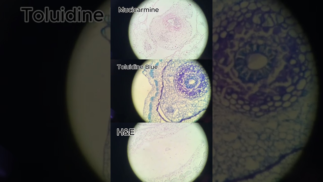Antigua Bud Under the Microscope