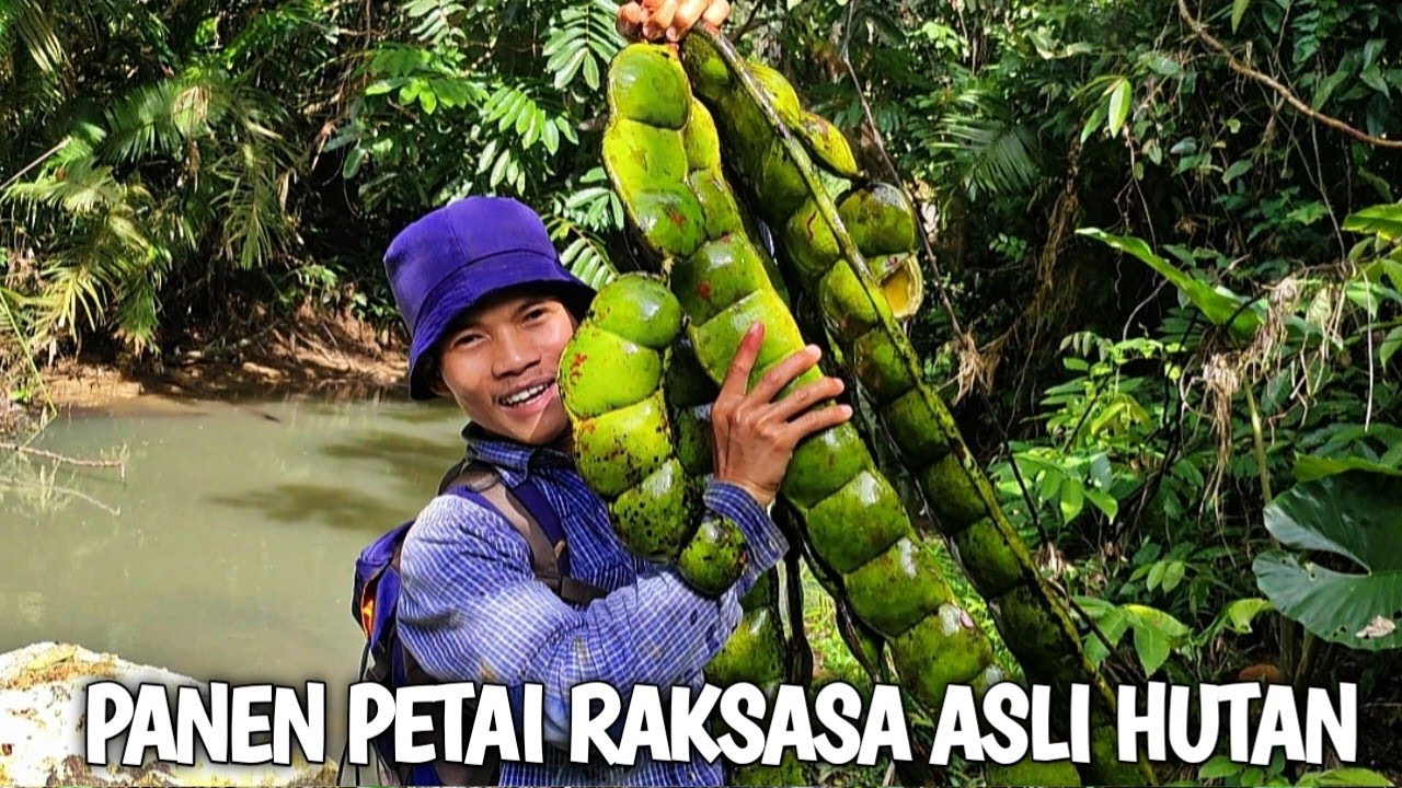 Panen petai super besar asli dari hutan dan memasak sayuran hasil alam | Kang kumang