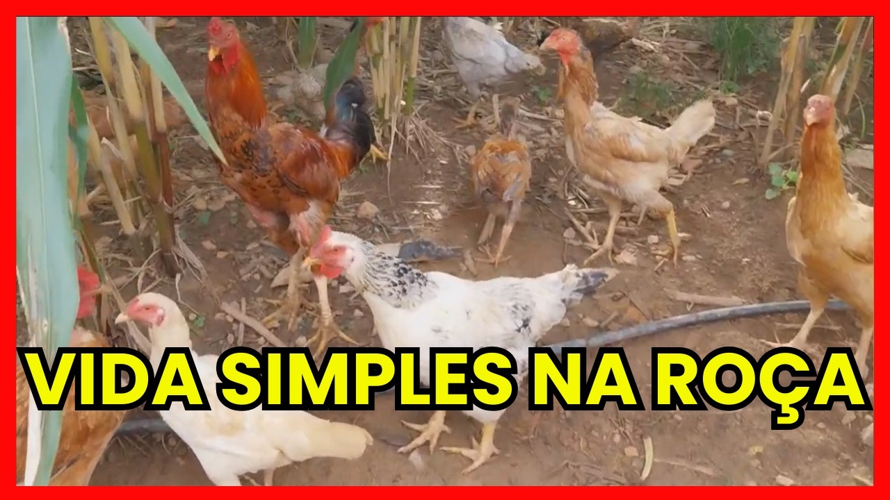 ROTINA DA ROÇA  MAIS UM DIA DE TRATA DAS GALINHAS | VIDA SIMPLES