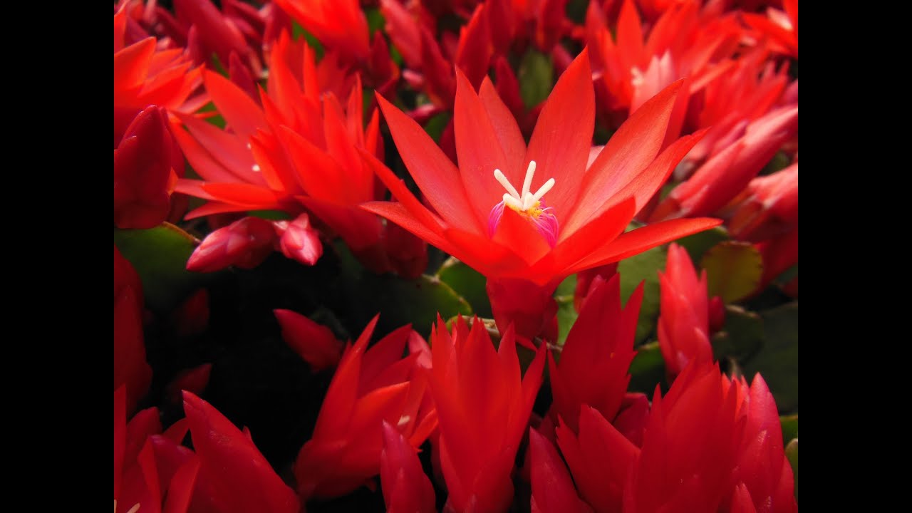 Growing Easter Cactus