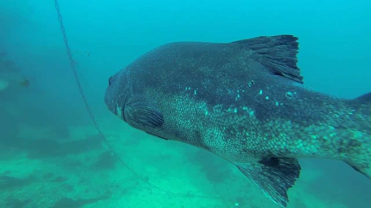 Diving Casino Point Catalina - Giant Sea Bass