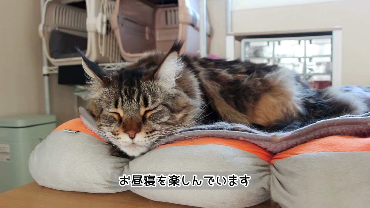 破壊するものも個性がある猫さん