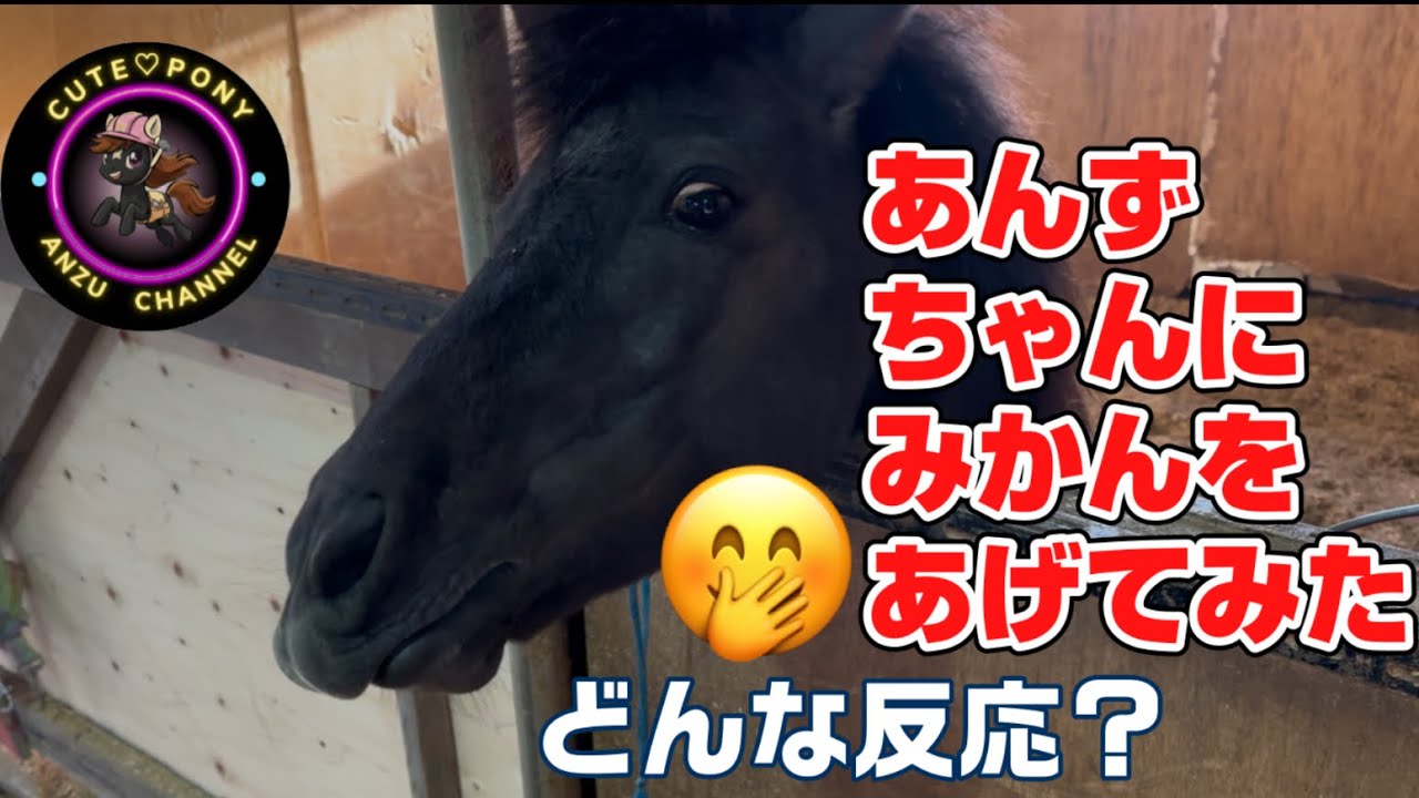 みかんを頂いたのであんずちゃんにあげてみました