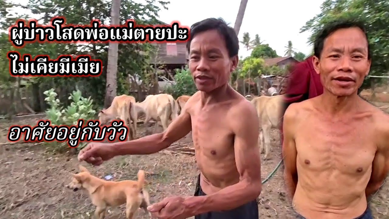บ่าวโสดไม่เคยมีเมีย #พ่อแม่ตายปะ อาศัยอยู่กับวัว 9 มีนาคม ค.ศ. 2026