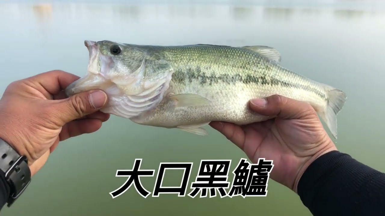 【NuKe FiSh】初體驗，300俱樂部【市外桃源聯合休閒池】，釣黑鱸魚的魅力，夏日在熱也要飛。