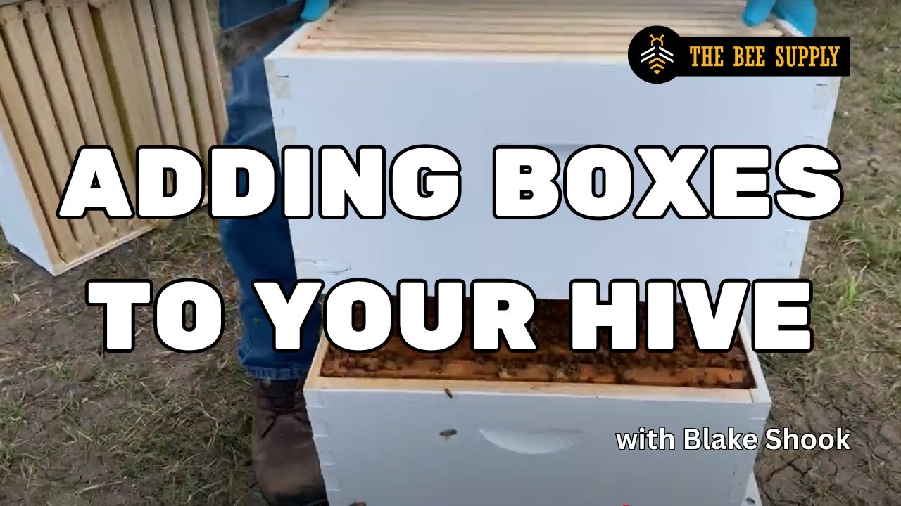 BEEKEEPING: Adding a super or additional brood box
