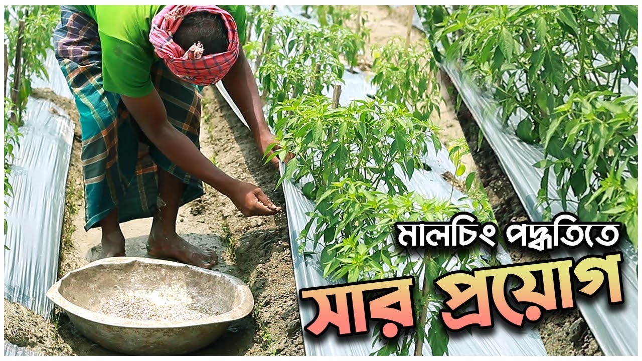 মালচিং পদ্ধতিতে সঠিক নিয়মে সার প্রয়োগ | Proper application of fertilizers in mulching system