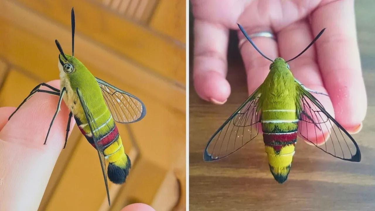10 Criaturas Incríveis Que Você Nunca Viu Antes! 😱