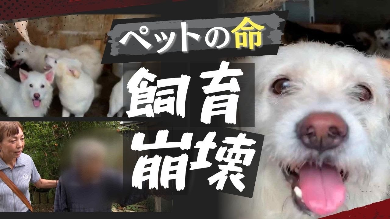“囚われの動物たち”悪臭の家に８４匹の犬、現実と向き合えない「多頭飼育崩壊」