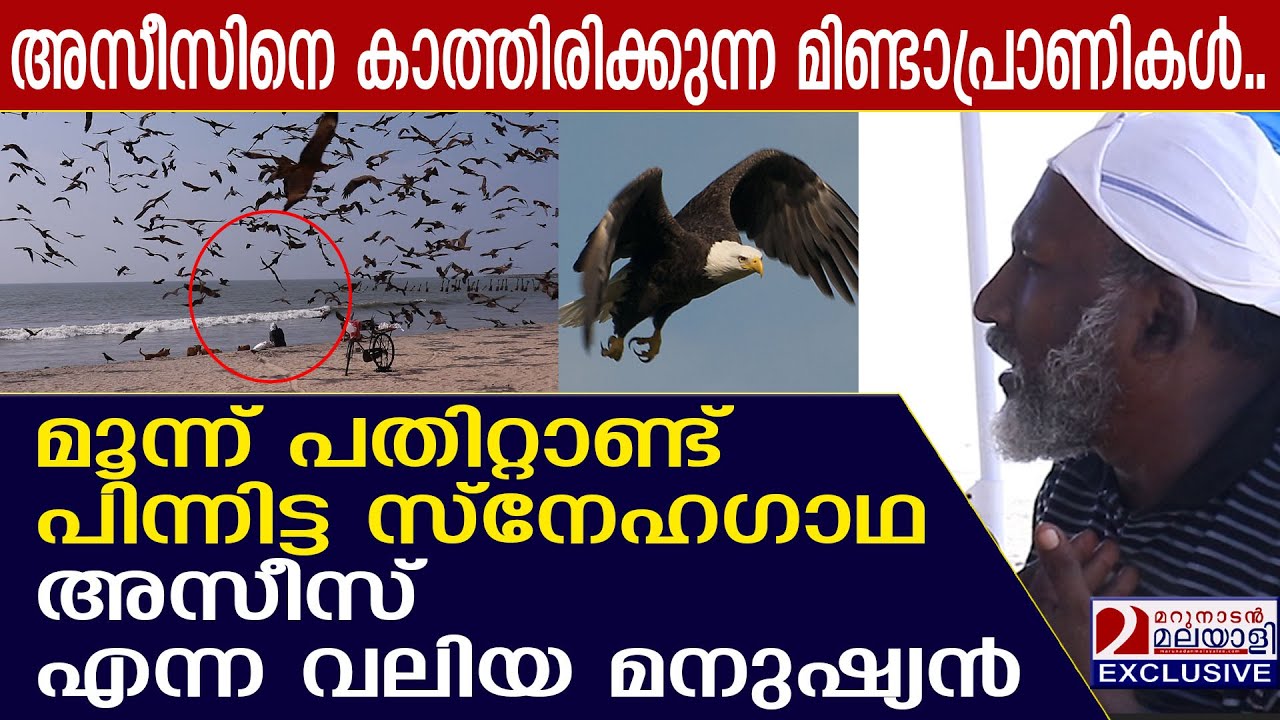 നന്മ വറ്റാത്ത അസീസ് ഭായ്..  | Azeez |  Kozhikode's very own Eagleman | kozhikode beach |