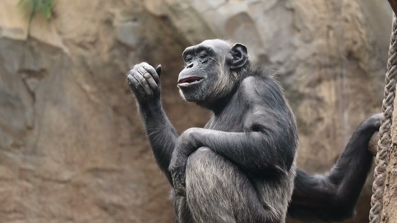 Gondwanaland Zoo Leipzig