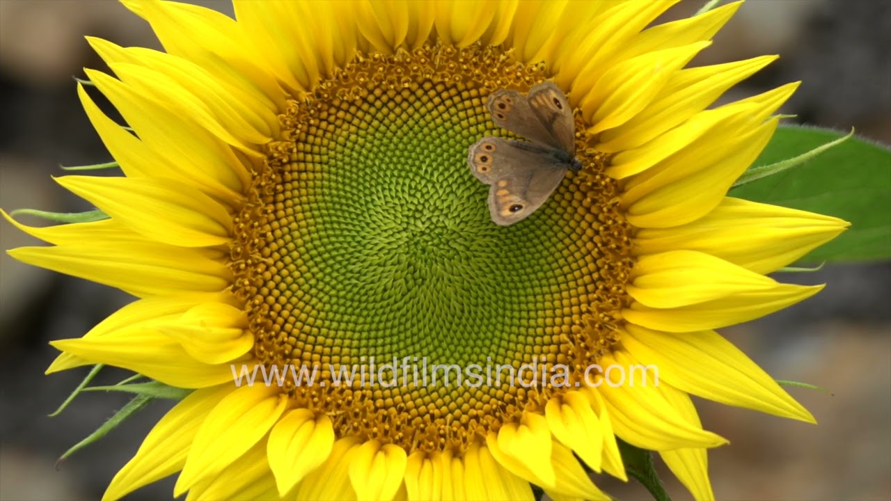 Common Wall butterfly Lasiommata schakra on sunflower