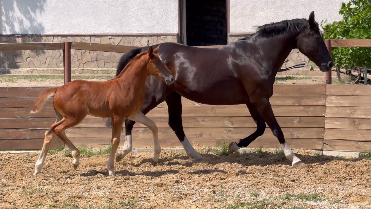 colt by Toto Jr. - Caravaggio *2024, 1.5 months on video, dressage, Oldenburg