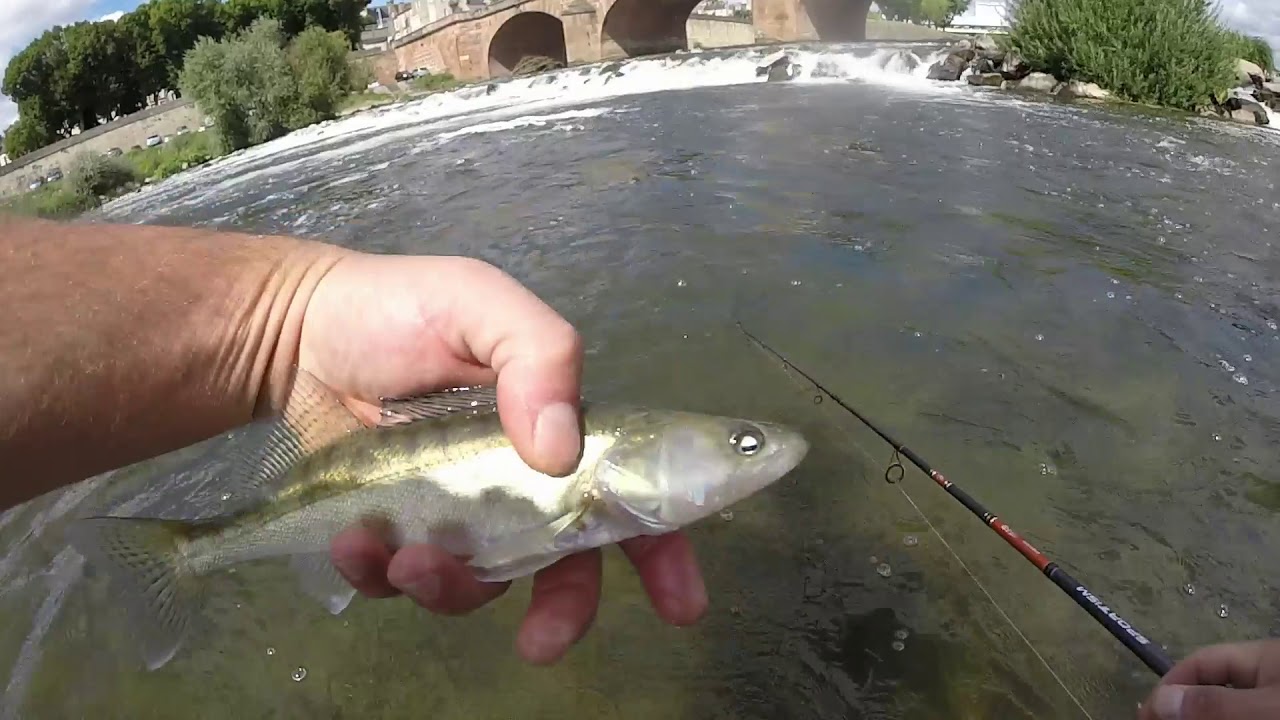 Pêche du silure de la perche et du sandre en Loire| GoPro HD