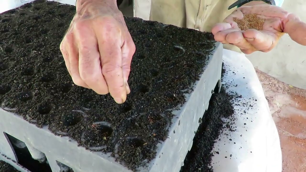 Água se planta 2 - Episódio 6 - Como fazer mudas em tubetes e bandejas