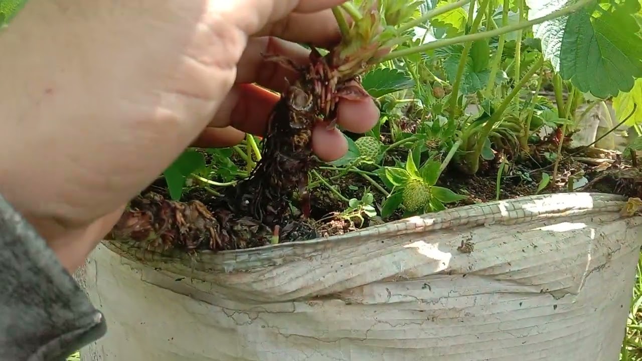 BERAPA UMUR TANAMAN STROBERI