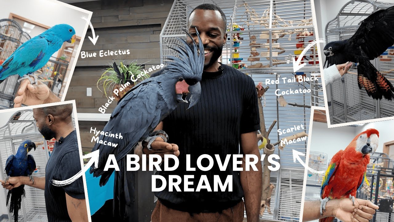INSIDE Parrot Stars! The Ultimate Parrot Store Tour (Rare & Exotic Birds!)