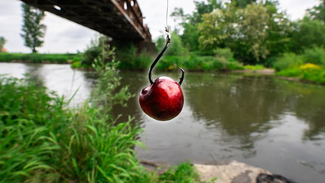 Lov jelců tloušťů na třešně. Tuto metodu zvládne i úplný začátečník!