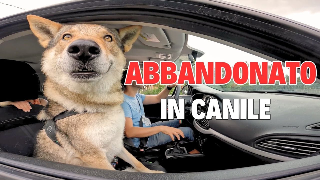 Abbandono il mio cane al canile - vado in vacanza - No ABBANDONO