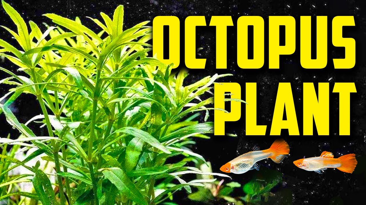 How to Care for Pogostemon Stellatus Octopus