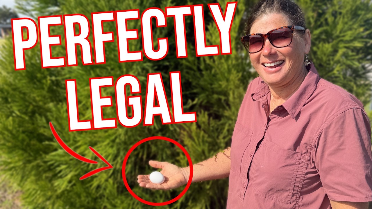 I Did Not Break The Law