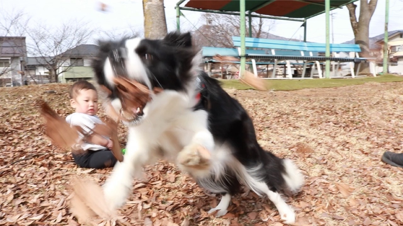 【A Iじゃないよ】枯葉で大興奮するボーダーコリーと赤ちゃん