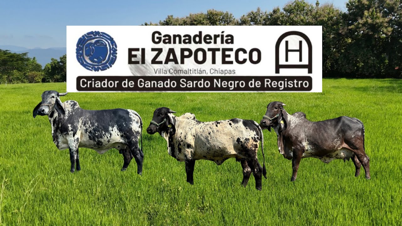 GANADERÍA EL ZAPOTECO VILLA COMALTITLAN, CHIAPAS