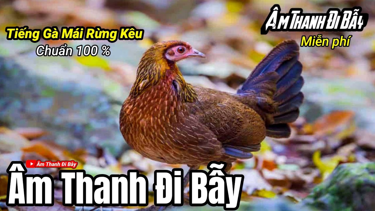 Tiếng Gà Mái Rừng Kêu Chuẩn Để Kích Gọi Trống Mp3 | Âm Thanh Đi Bẫy