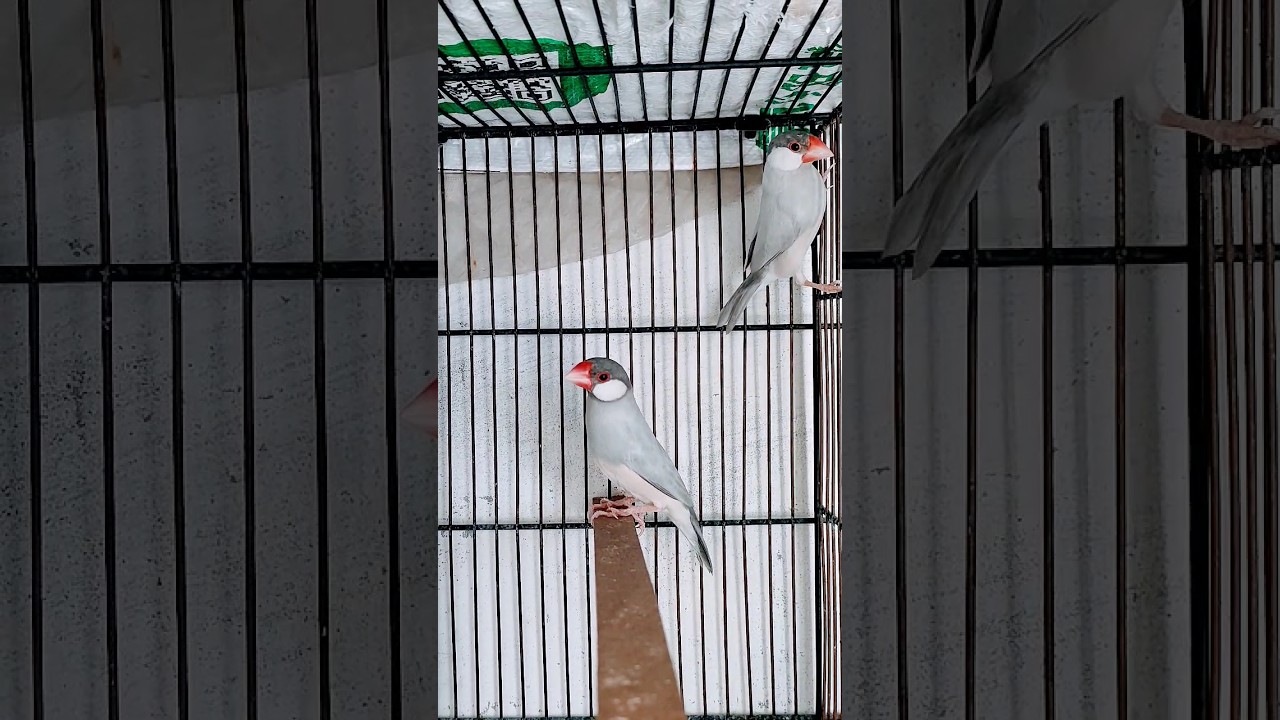 Silver Java |beauty|#wah #friendship #bird #java #shorts #viral