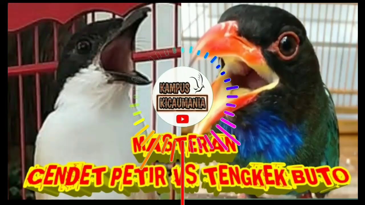 MASTERAN GREJA NYERET CENDET PETIR VS TENGKEK BUTO NEMBAK PANJANG !!