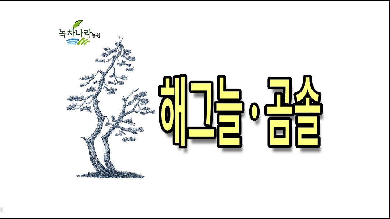 해그늘 곰솔, 해그늘은 순수한 우리 말입니다. #녹차나라