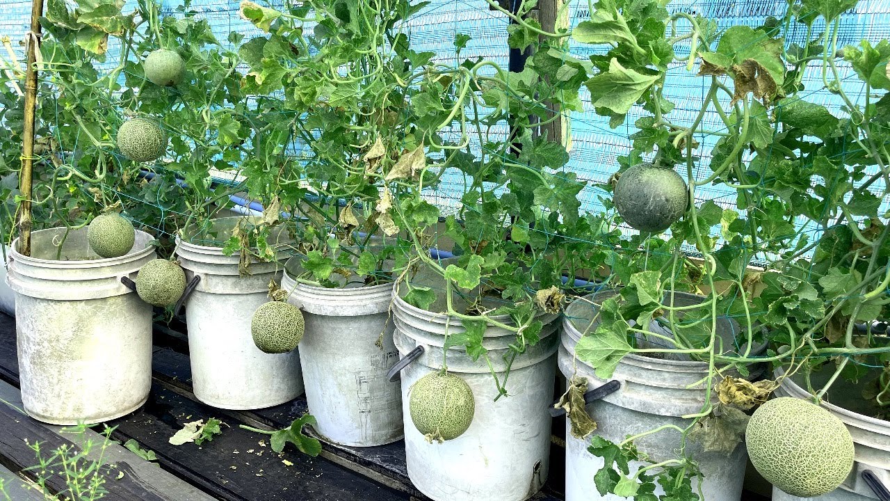 How To Grow Cantaloupe From Seeds To Harvest, Rock Melon, Growing Rock Melon in Pot